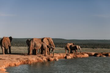 Elephants drinking water in Amboseli