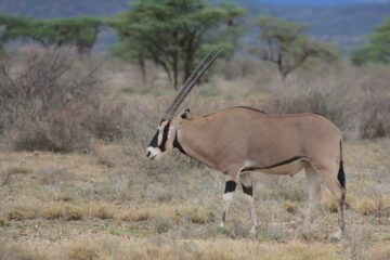 Roan antelope in Samburu grazing