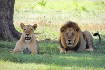 A pride of lions sleeping under a shade of tree
