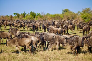 Herd of wildebeest migrating in the Mara